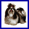 Click here for more detailed Shih Tzu breed information and available puppies, studs dogs, clubs and forums